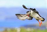 Atlantic Puffin